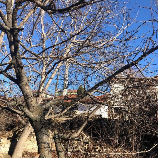 Dut Ağacı