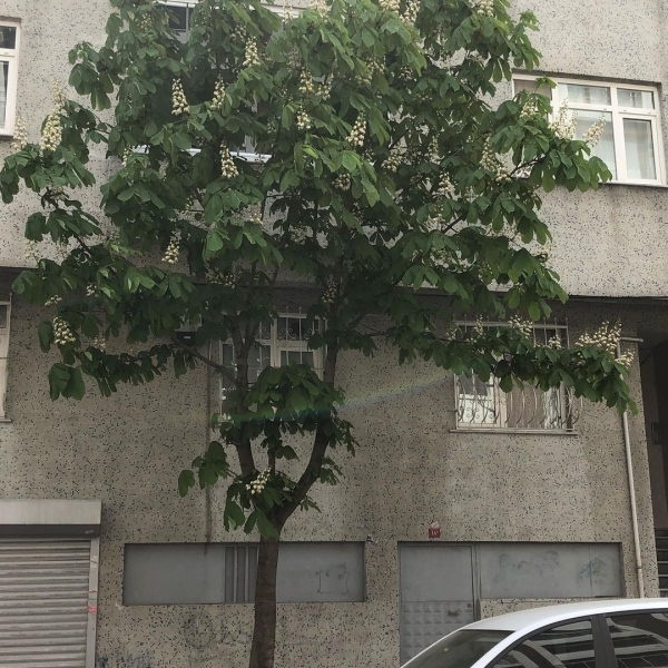 Sözün Bin Bir İfade Şekli Varmış…