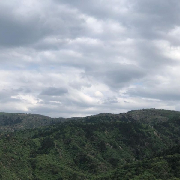 İstenmeyen Misafirlik