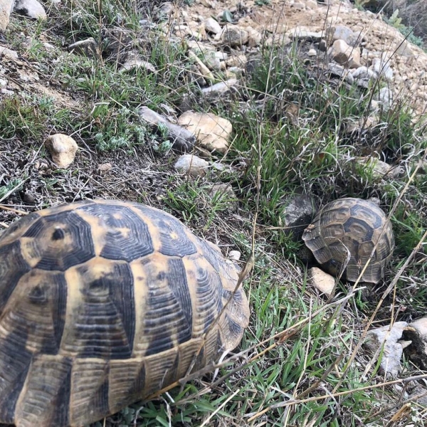 Hayatı Anlama Çabası