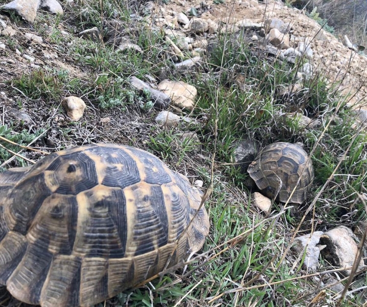 Hayatı Anlama Çabası