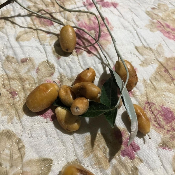 İğde